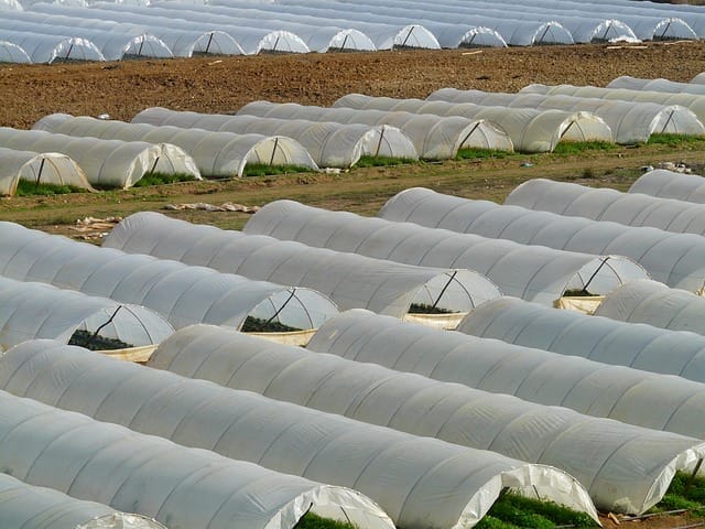 Organic Farming In A Greenhouse