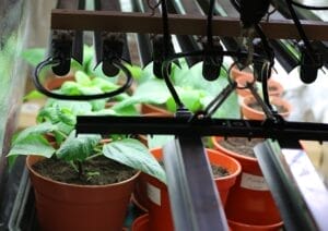 LED Grow Lights For Greenhouses