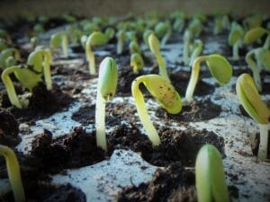 The Best Environment For Germination - seedlings